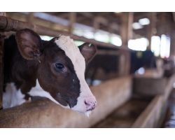 Проблеми зі шлунком у корови