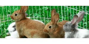 Почему болит живот у кроликов