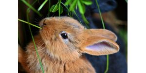Наиболее распространенные заразные болезни кроликов и их лечение