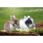 Кормление кроликов комбикормом: какой выбрать и как давать
