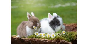 Кормление кроликов комбикормом: какой выбрать и как давать