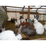 Годівля кроликів комбікормом: поради щодо поліпшення раціону