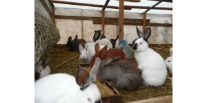 Кормление кроликов комбикормом: советы по улучшению рациона