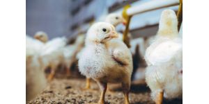 Цыплята бройлеров: правильный уход и особенности выращивания