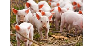 Свиноферма на 10 голов — готовый бизнес-план
