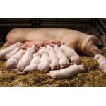 Особливості опоросу свиноматок: підготовка до опоросу і догляд за поросятами