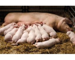 Особливості опоросу свиноматок: підготовка до опоросу і догляд за поросятами