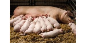 Особенности опороса свиноматок: подготовка к опоросу и уход за поросятами