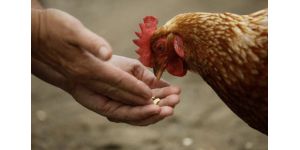 Отравление кур —  симптомы и лечение домашней птицы