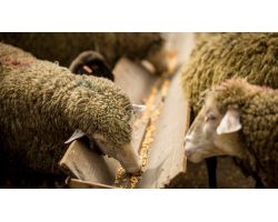 Чим годувати овець у домашніх умовах