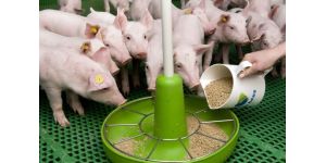 Как выбрать комбикорм для свиней?