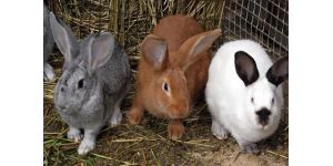 Кращі породи кролів для розведення: як вибрати?