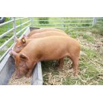 Чем кормить свиней для быстрого набора веса в домашнем хозяйстве