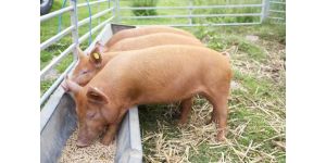 Чем кормить свиней для быстрого набора веса в домашнем хозяйстве