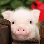 Як і чим годувати поросят без свиноматки?