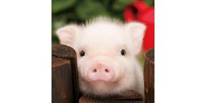 Как и чем кормить поросят без свиноматки?