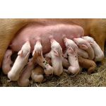 Чому свиноматка не має молока після опоросу: що колоти свині і як допомогти поросятам?