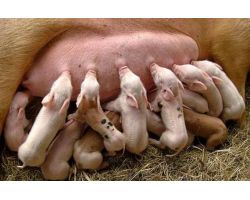 Почему у свиноматки нет молока после опороса и как помочь поросятам