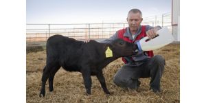 Влияние макро- и микроэлементов на здоровье и производительность  крупного рогатого скота