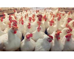 Таблица показателей продуктивности бройлеров Ross 308