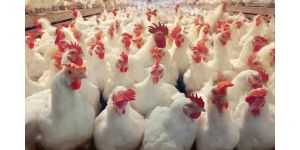 Таблица показателей продуктивности бройлеров Ross 308