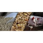 Рецепт якісного і вигідного комбікорму для свиней: як зробити раціональний корм  у домашніх умовах