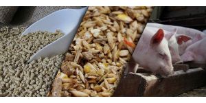 Рецепт качественного и выгодного комбикорма для свиней: как сделать рациональный корм в домашних условиях