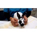 Основні хвороби кроликів: симптоми і профілактика найбільш частих захворювань