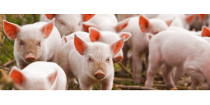 Украинские породы свиней и особенности их содержания