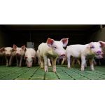 Оптимальное кормление ремонтных свинок