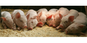 Перспективное разведение свиней в домашних условиях