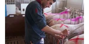 Способ искусственного осеменения свиней: правильное оплодотворение свиноматки