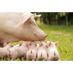 Інтенсивність використання і оптимальна структура стада свиноматок