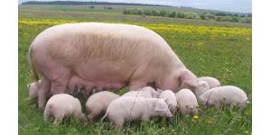 Как построить бизнес на свиньях в домашних условиях