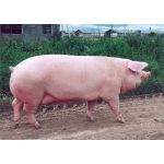 Переваги утримання та розведення великої білої породи свиней