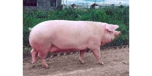 Преимущества содержания и разведения крупной белой породы свиней