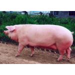 Яку беконну породу свиней вибрати для розведення?