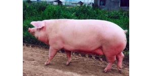 Какую беконную породу свиней выбрать для разведения?
