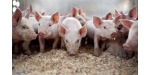 Диагностика и лечение кожных заболеваний свиней