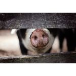 Цирковірусна інфекція свиней: прояви, лікування та профілактика