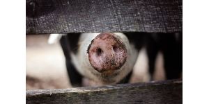 Цирковирусная инфекция свиней: проявления, лечение и профилактика