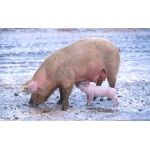 Содержание поросят и взрослых свиней зимой