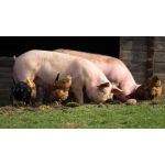 БМВД для свиней — рецепт продуктивного животноводства