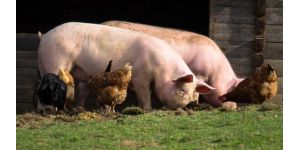 БМВД для свиней — рецепт продуктивного животноводства