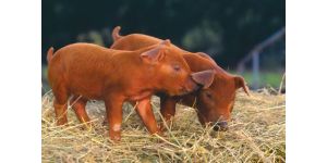 Характерные особенности породы свиней Дюрок