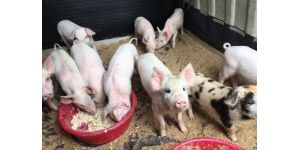 Рожа у свиней: лечение в домашних условиях возможно!