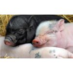Топ 10 порід свиней для малого та середнього бізнесу: яка порода найвигідніша?