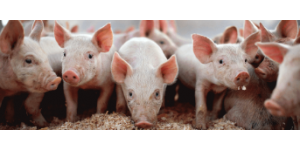 Кормление свиней — особенности выбора комбикорма для свинофермы