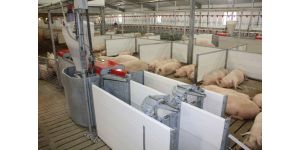 Особенности правильного и выгодного кормления свиней