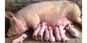 От чего худеют свиноматки на участке опороса